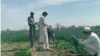 Farmers in Nangarhar replaces Poppies with Vegetables 