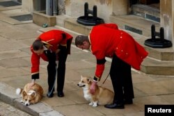 Kraliçe II. Elizabeth'in Corgi cinsi köpekleri de cenaze töreninde hazır bulundu.