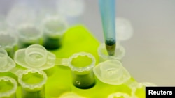 Laboratory technicians develop a technology to mass produce Ebola vaccine, August 14, 2014. 