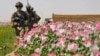 poppy field afghanistan