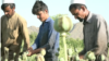 drug harvest season in nangarhar