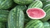 watermelon nangarhar 