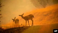 Cháy rừng gần thàng phố Redding, bang California, 28/7/2018. 