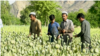 opium cultivation in nangarhar